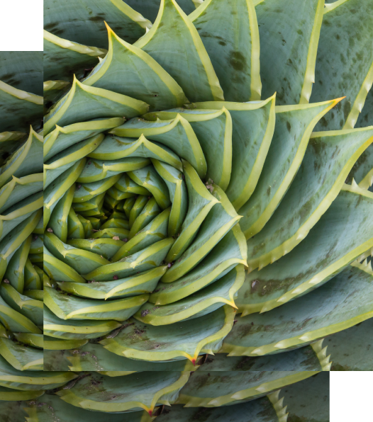 Cacti shop on Scale CMS